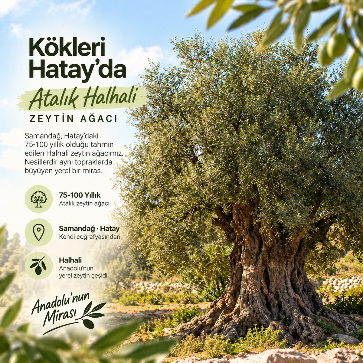 Halhali Zeytin İkilisi
