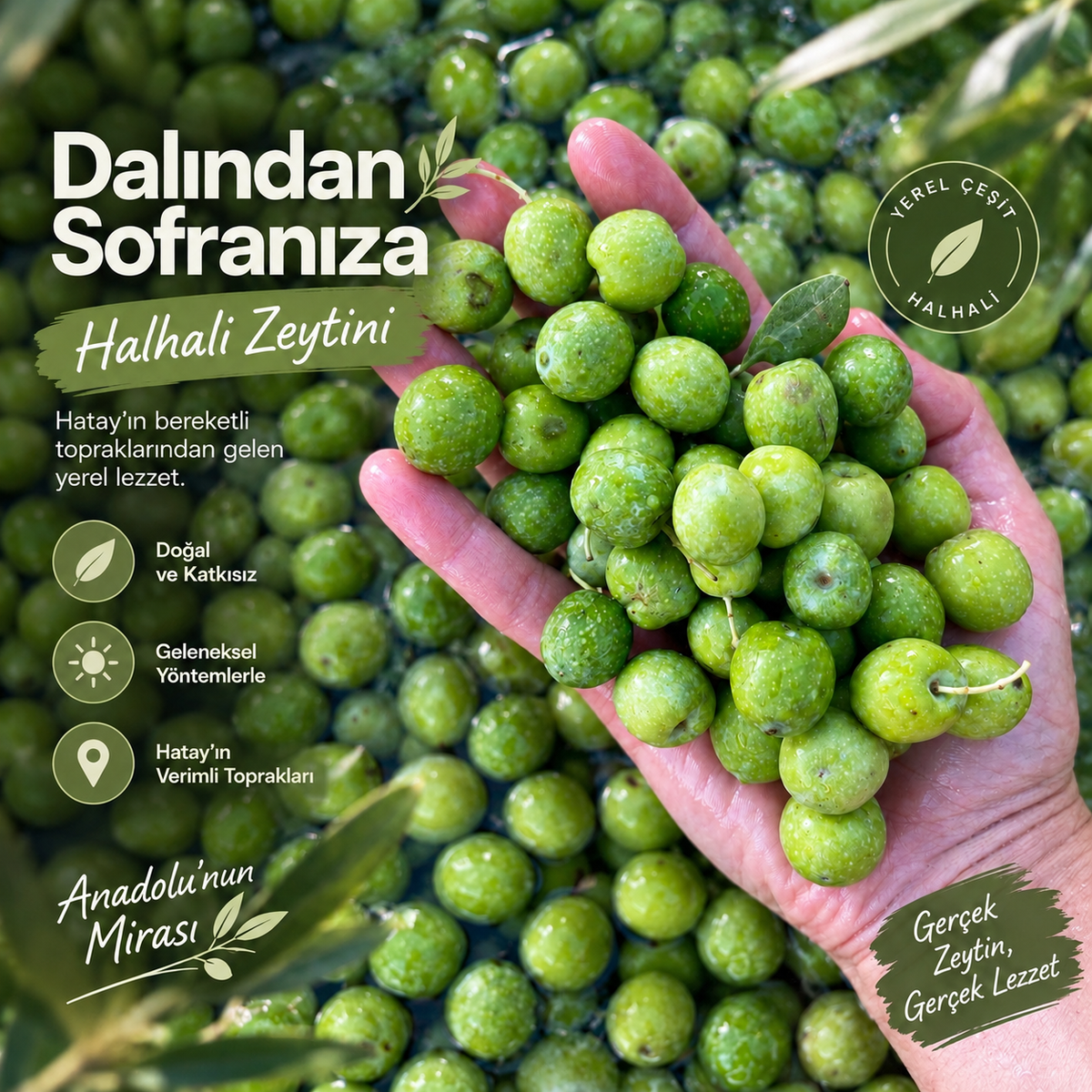 Doğal Halhali Siyah Zeytin