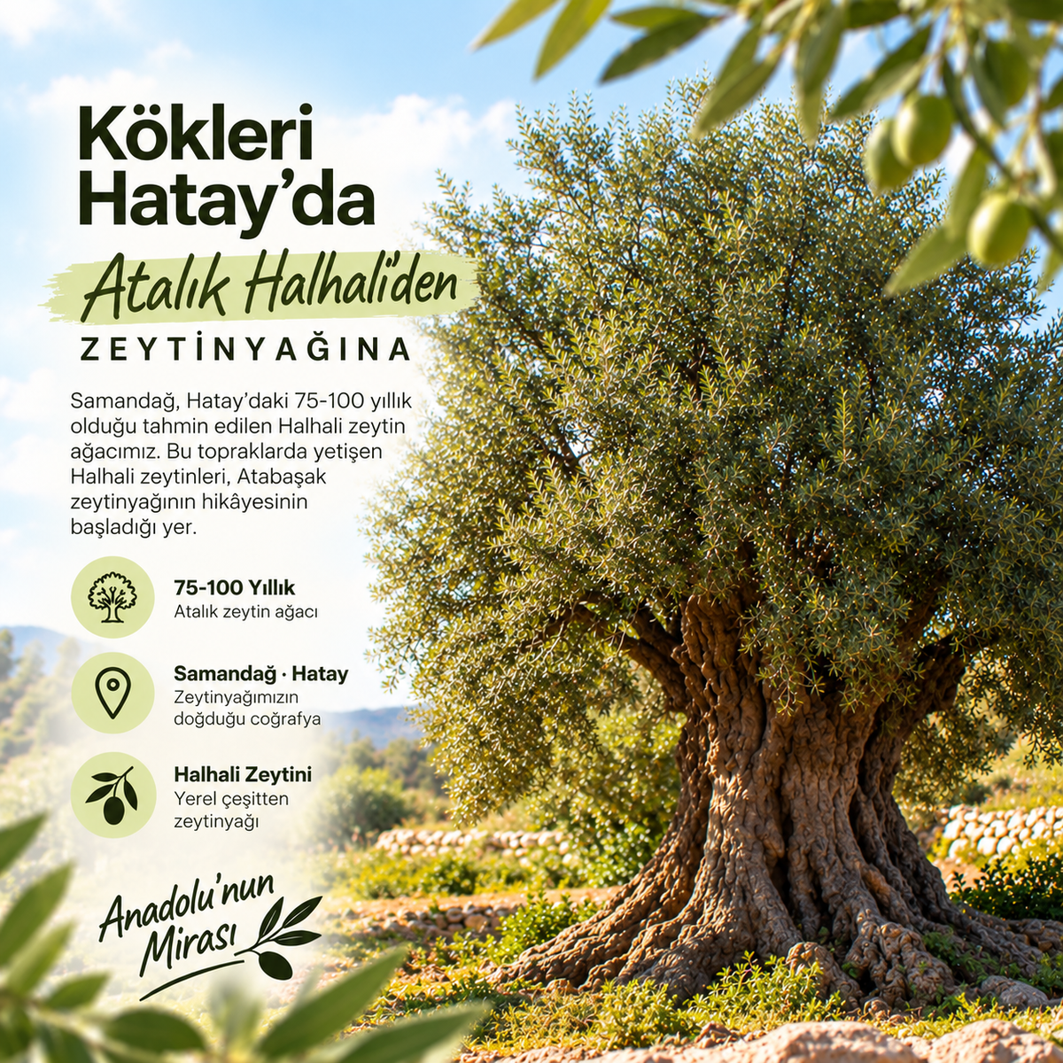 Olgun Hasat Soğuk Sıkım Halhali Teneke Zeytinyağı