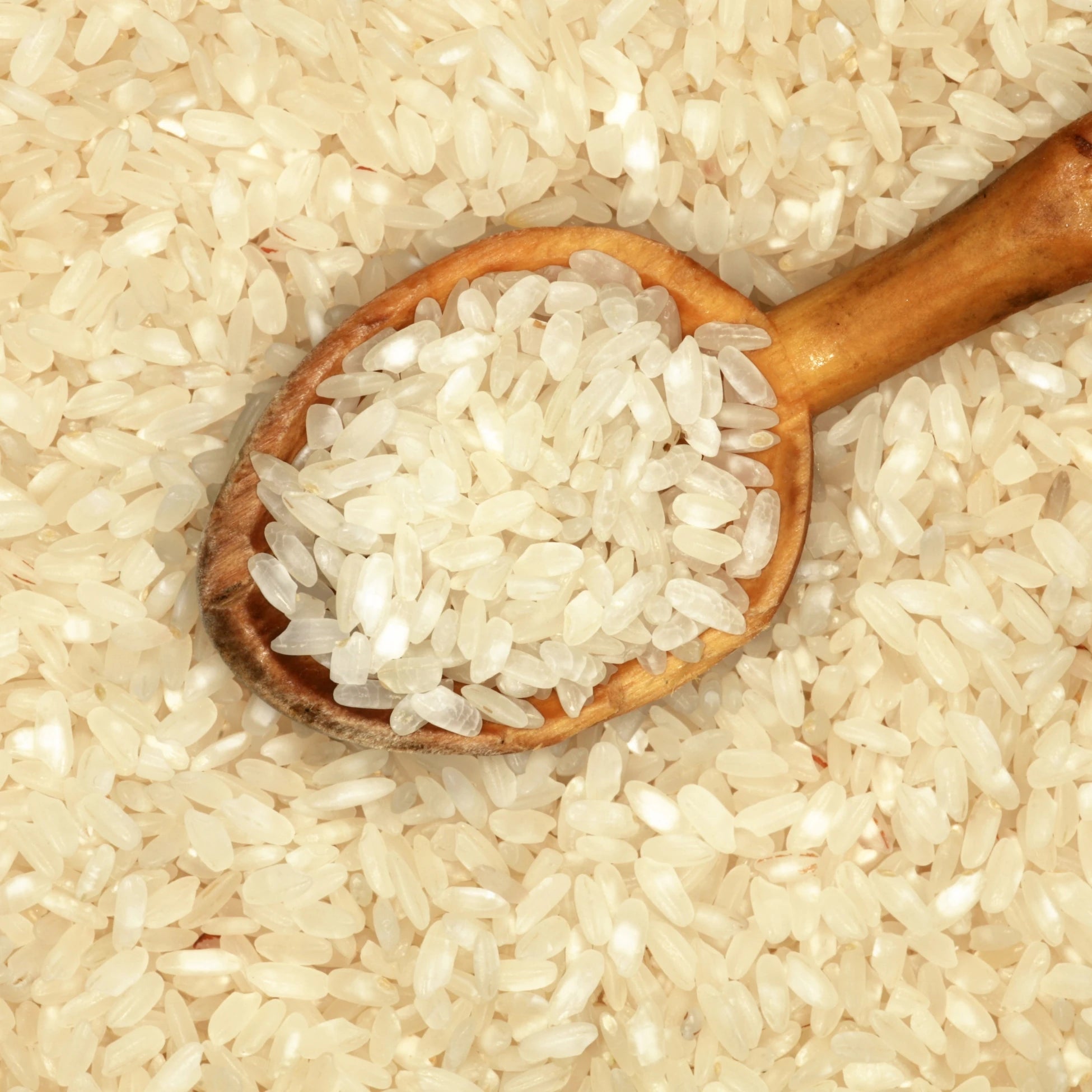BioFresh Organics atalık tohum Baldo pirinç – heirloom yerli tohum katkısız doğal pirinç