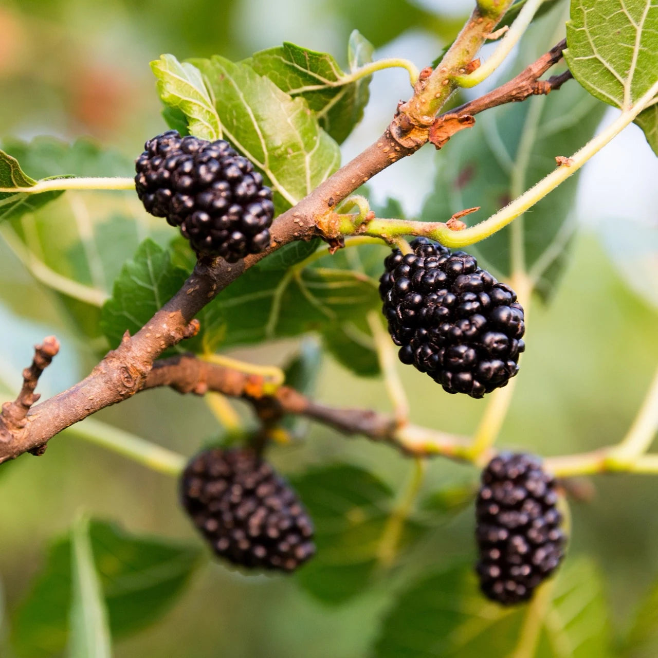 Ultra Yoğun Karadut Konsantresi